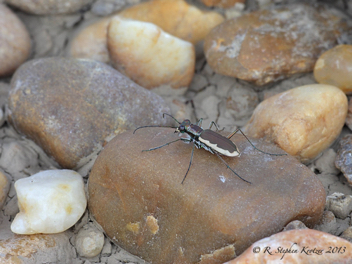 Cicindela marginipennis